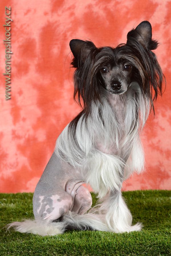 Jallure Ysia  Mirabilis Gemma