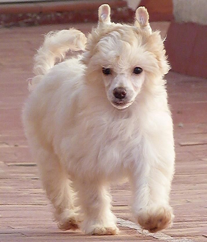 Edward de Los Jumichatos