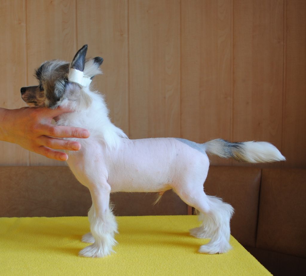 Zane Win-win Sinuation