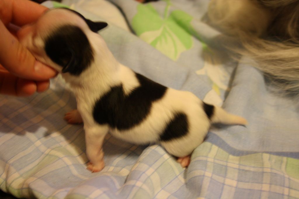 Zach Gentlemen of Fortune