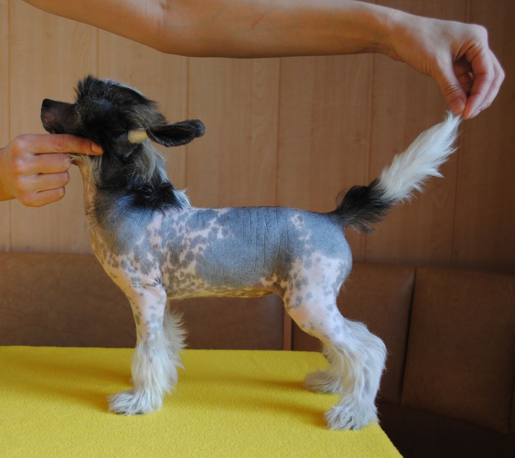 Zoye Exactly for BIS