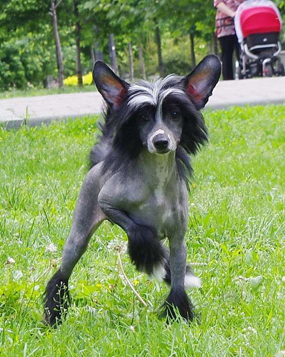 Patricia Perfetto Amico