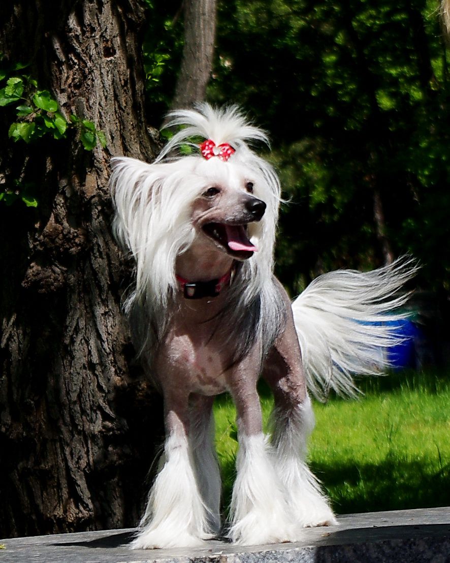 Penelope Perfetto Amico