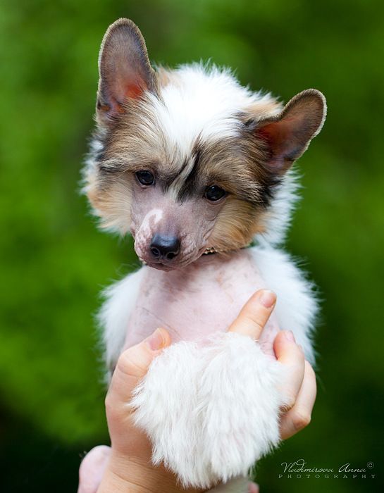 Envy White Original Mix