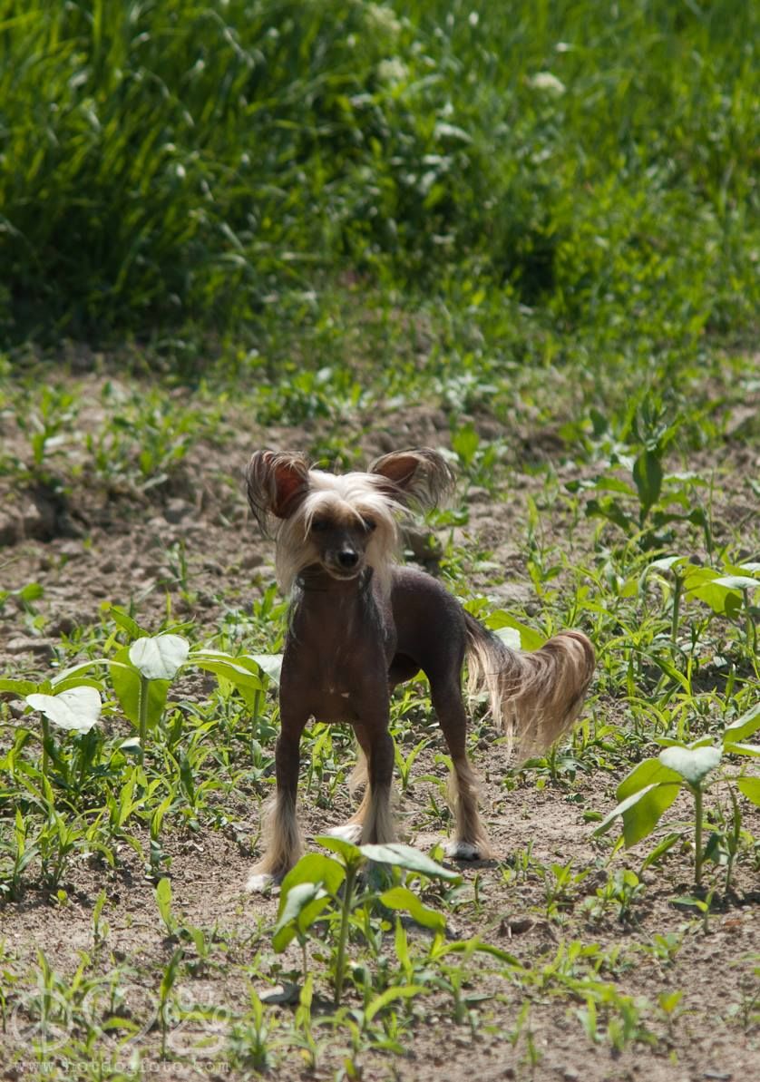 Monastery of la Rabida Nugget