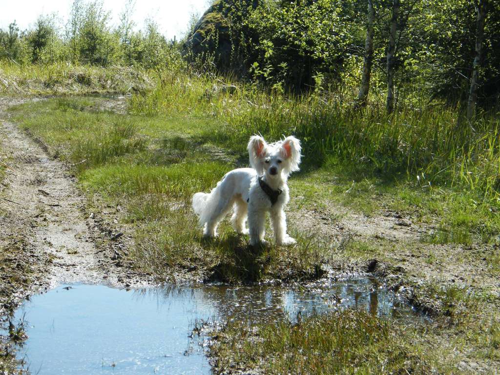 Selfcresteem's Odd Groupie