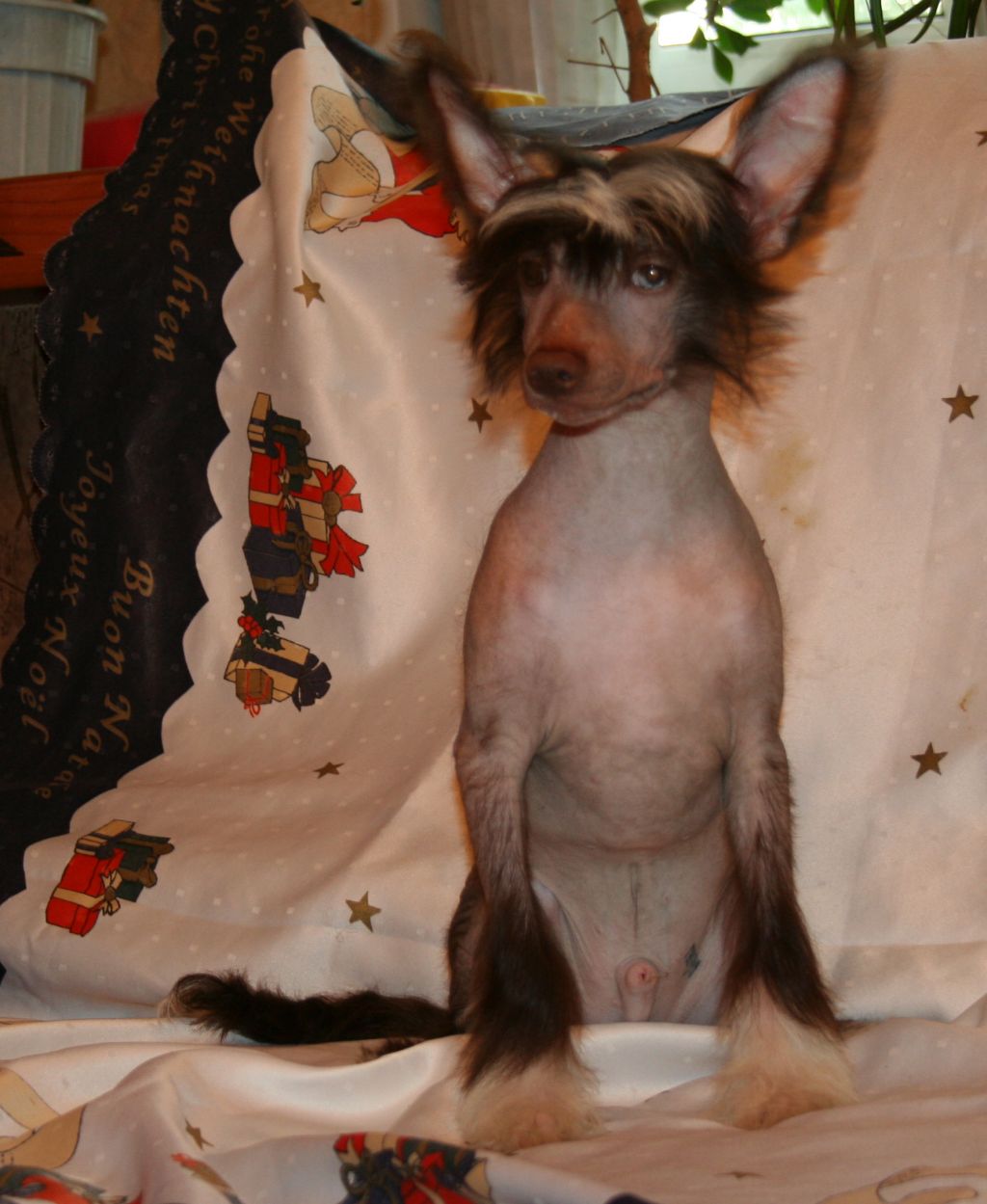 Chokolate  De Luxe Jazz Bundy