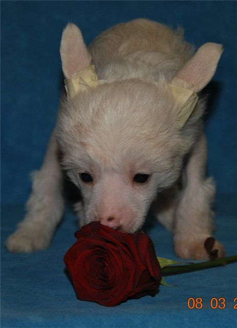 Mashama Mazi Rus Rudo Kanzi