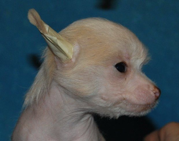 Mashama Mazi Rus Rufaro Gimbiya