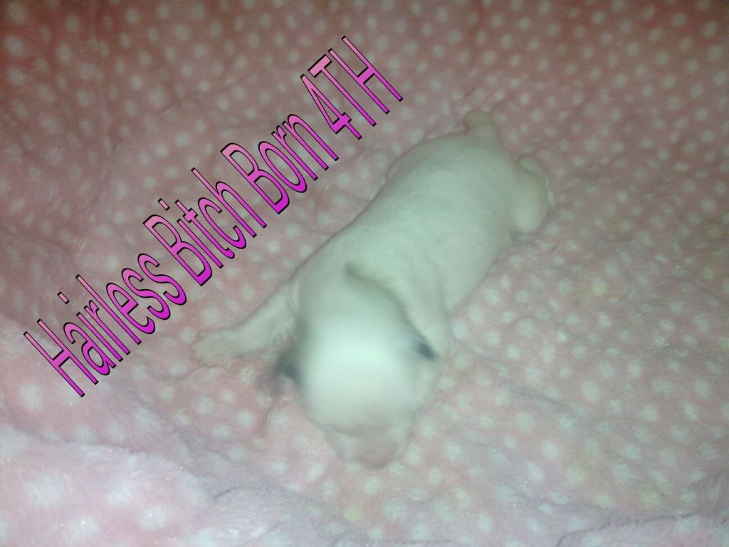 ByDezign Hairless born fourth