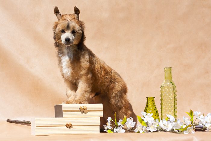 Status Imperial Doc Shenin Fluffy