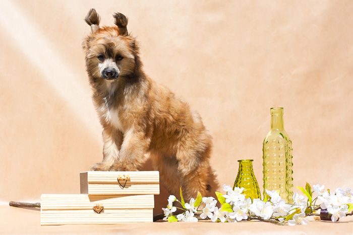 Status Imperial Doo Happy Ko-Koa