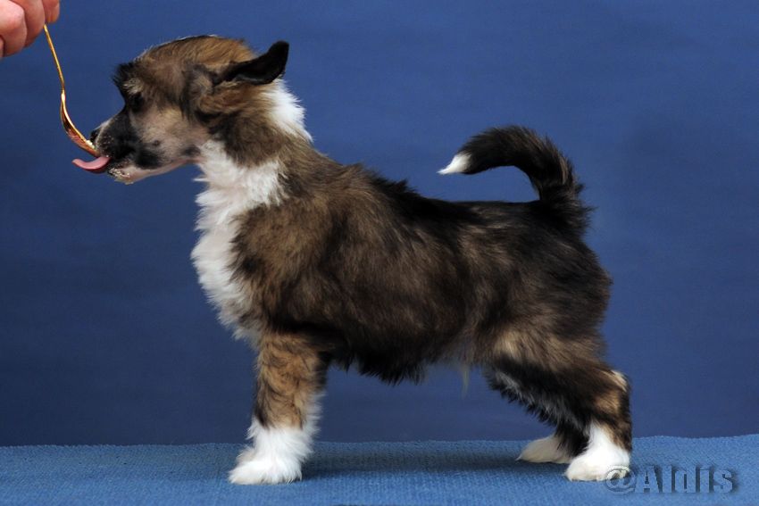 Dare to be Double trouble