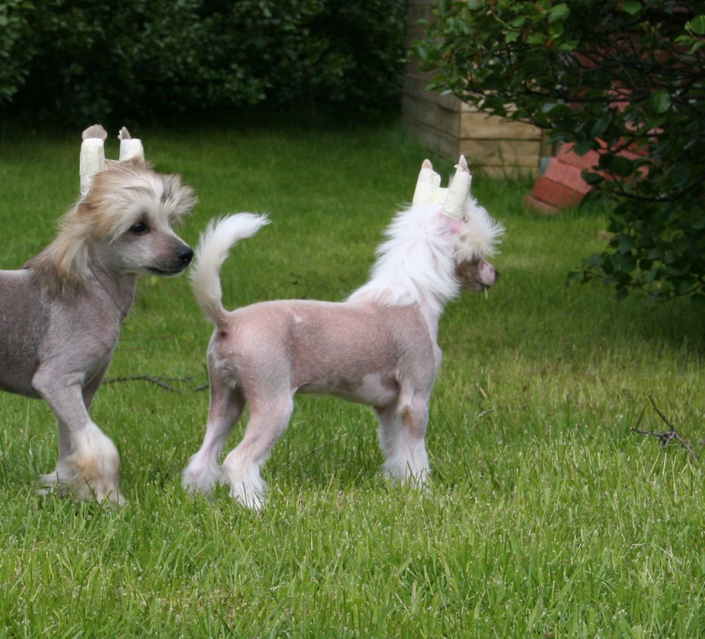 Dare to be Daredevil