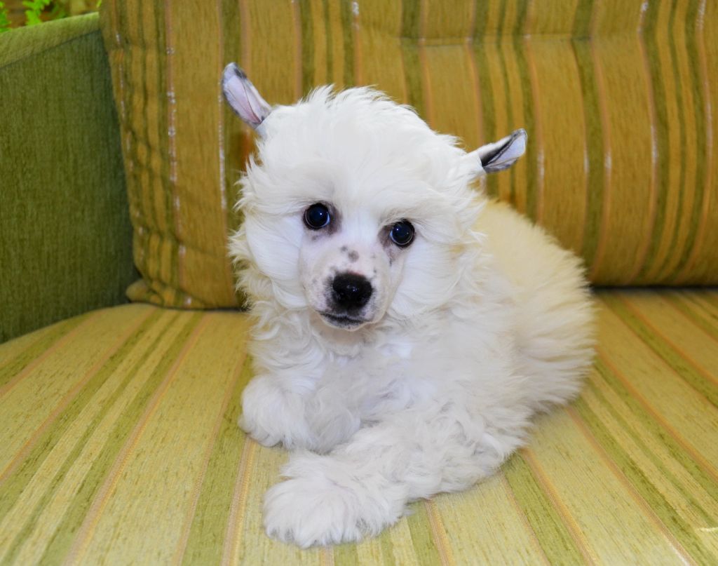 Etno Spirit Beladjio