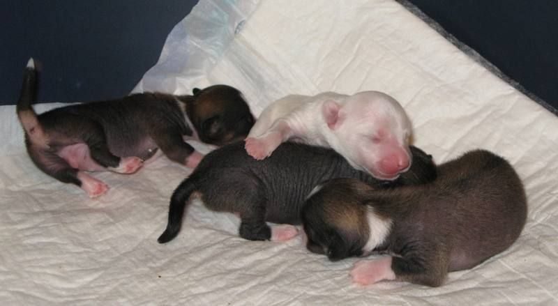 Fantastik Kashmir......