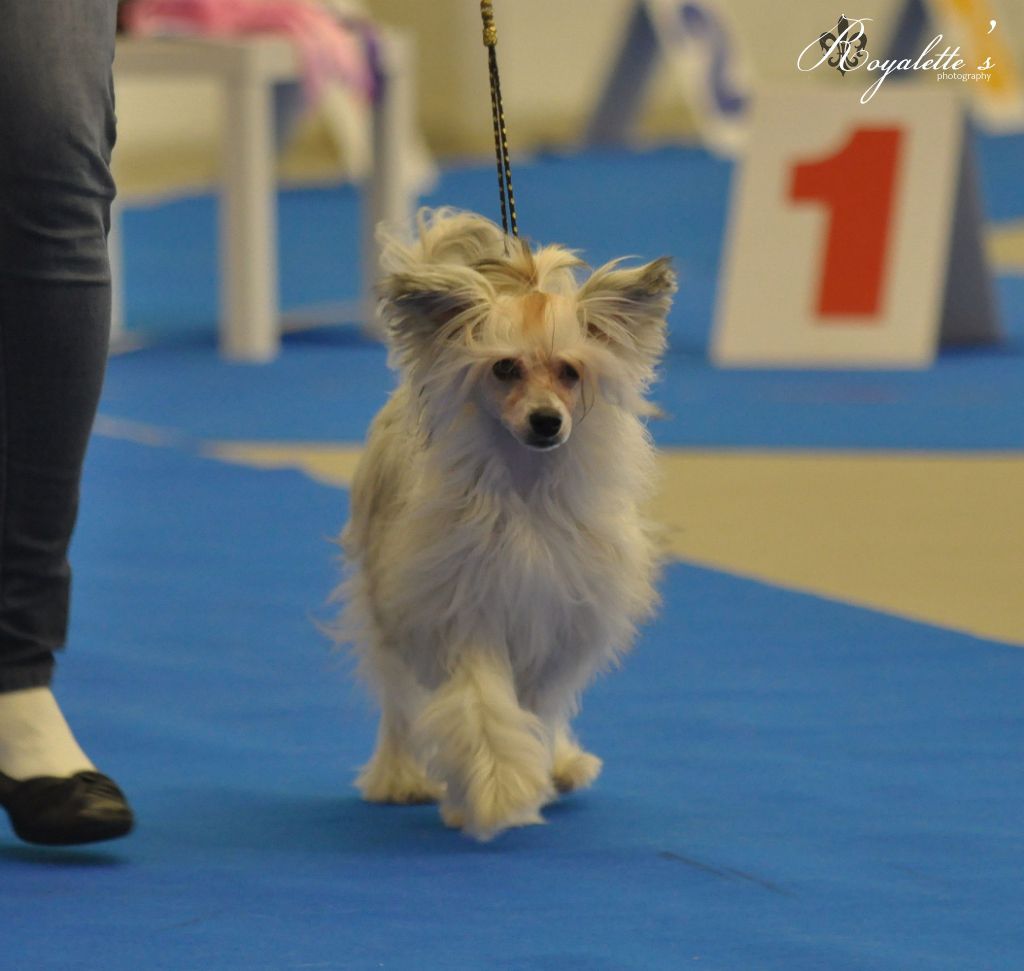 Passer-By Little Bit of Dream