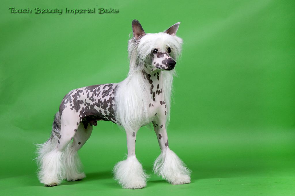 Touch Beauty Imperial Baks