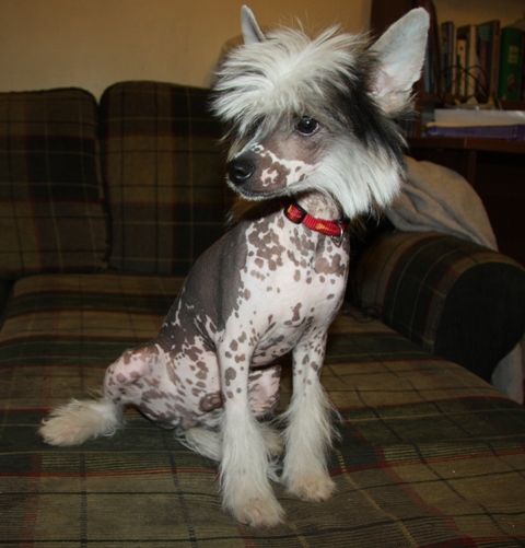 Lauchan iz Strany Kutha