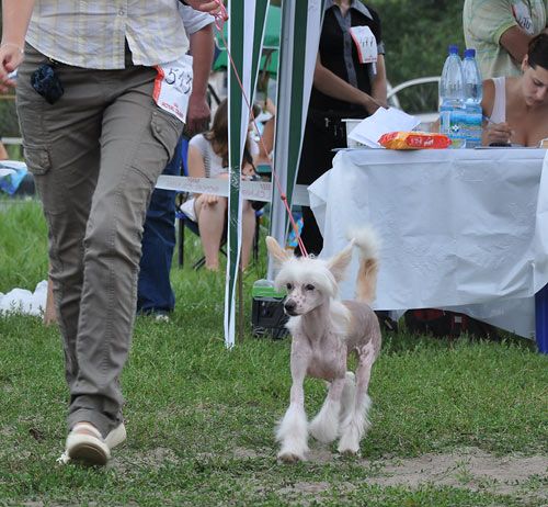 Rechel Bright Star Universe of Love ua