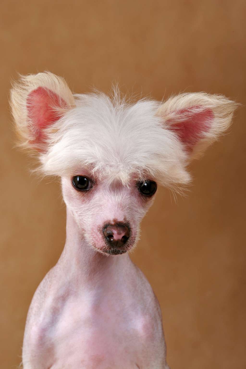 Shelcovij Shlejf Duk Djambo