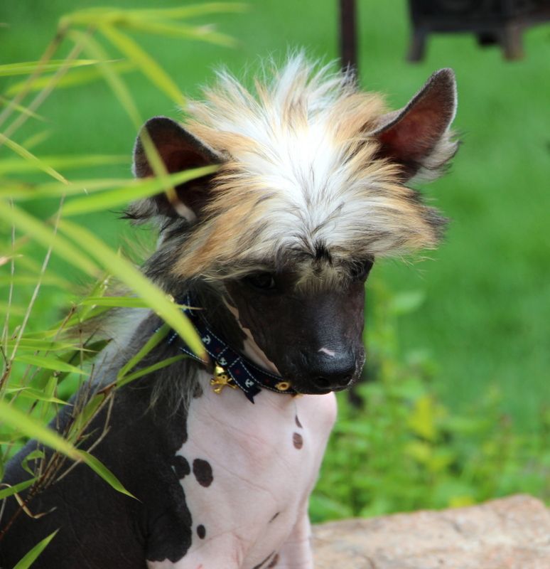 Solino's Demolition Man