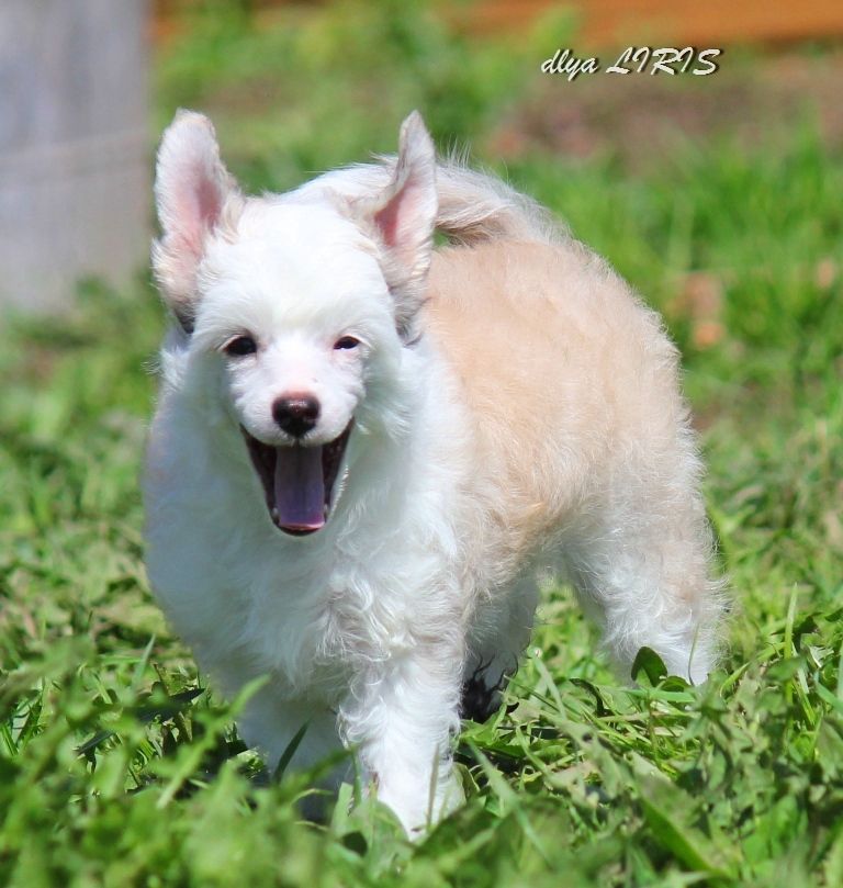 Olivka Medovaya dlya Liris