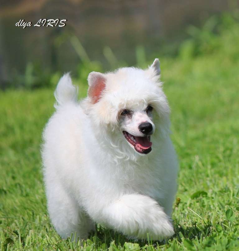 Ocharovatel'nii Kapriz dlya Liris