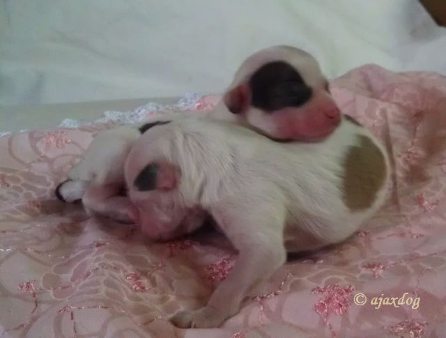 B....... iz Jablonevogo Sada