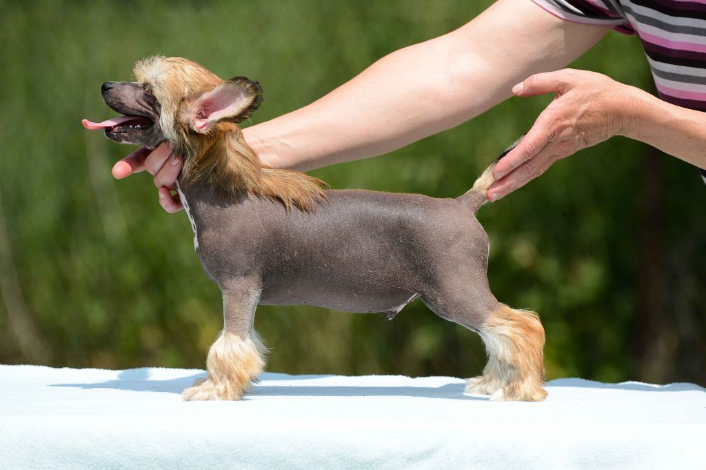 Family Song's Twisster