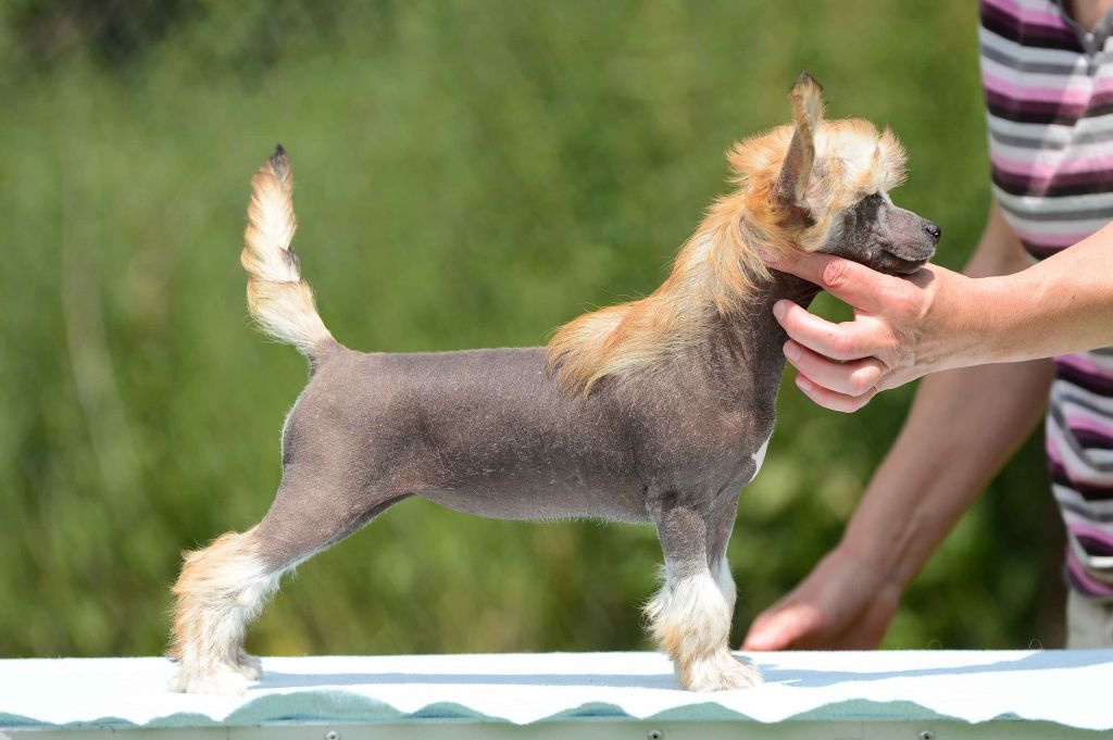 Family Song's Tramontana