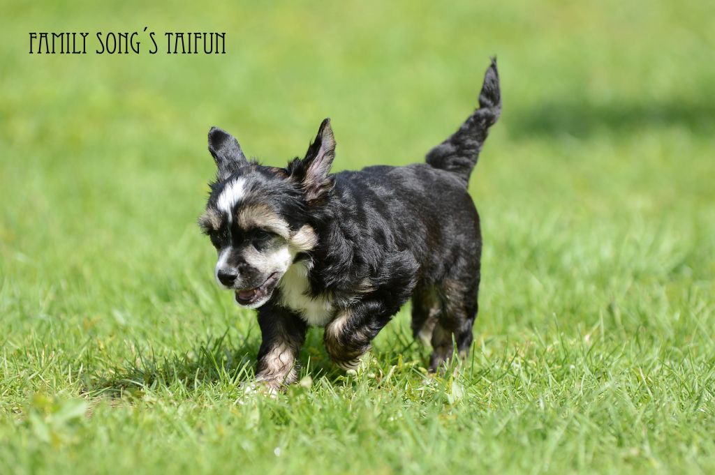 Family Song's Taifun