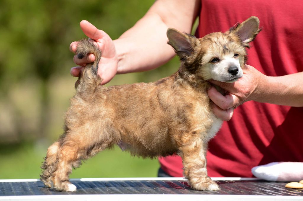Family Song's Tropical Storm