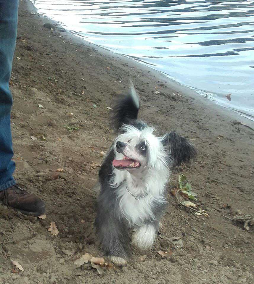 lospoochinos pandamonium