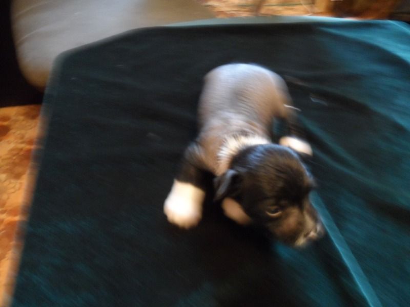 Sky Miracle Zulu Black Soldier