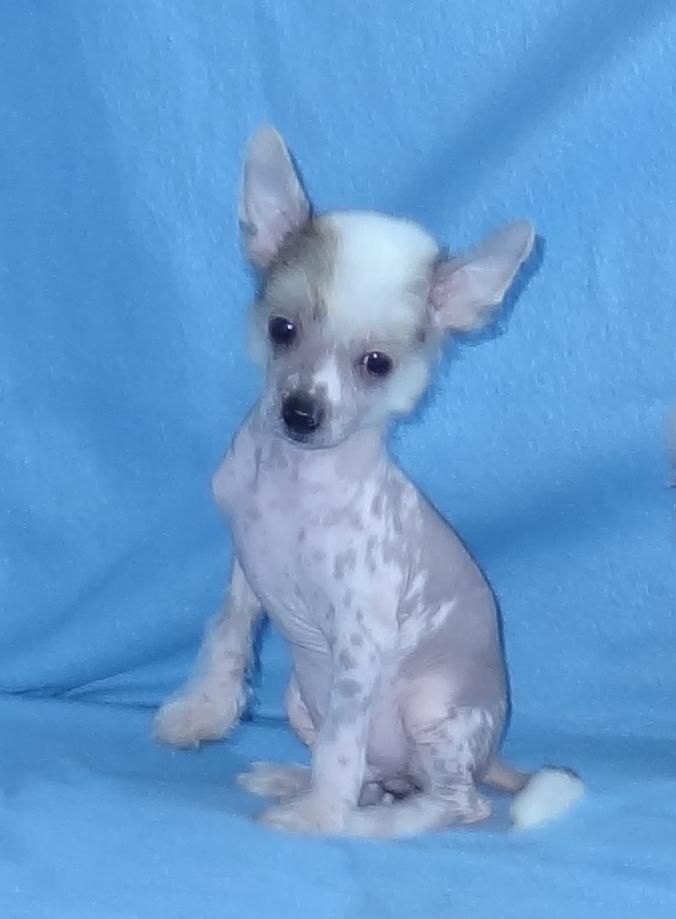 Naimuluna Line Prioritet