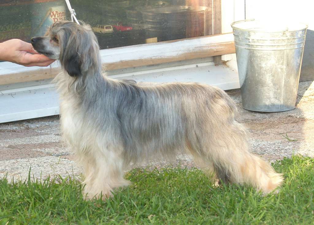 Babetta Amber Aura Grazia Laila