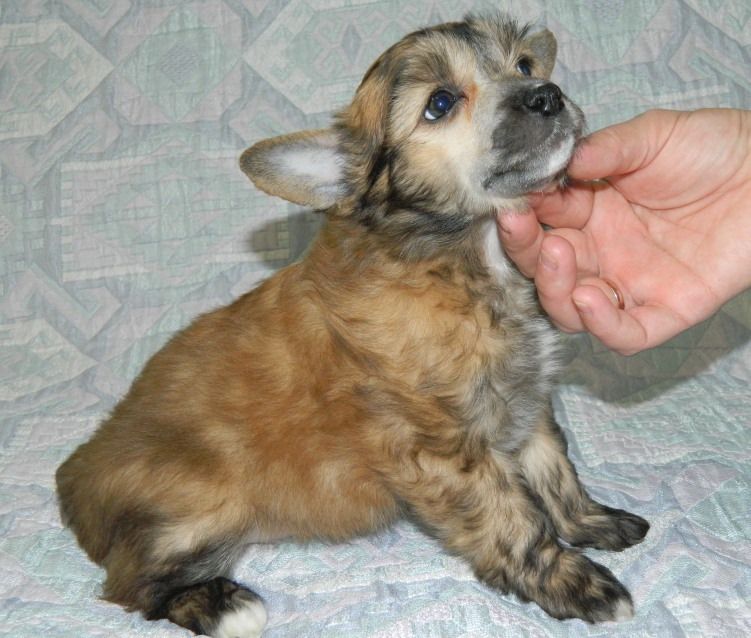 Ave Aleksandriya Carica Nochi