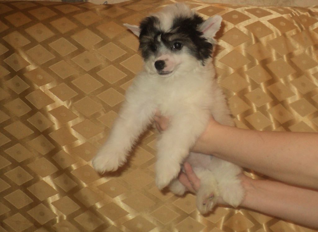 Changri Severnaya Zvezda (puff)