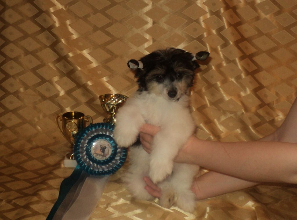 Chtefan Aron Eliach (puff)