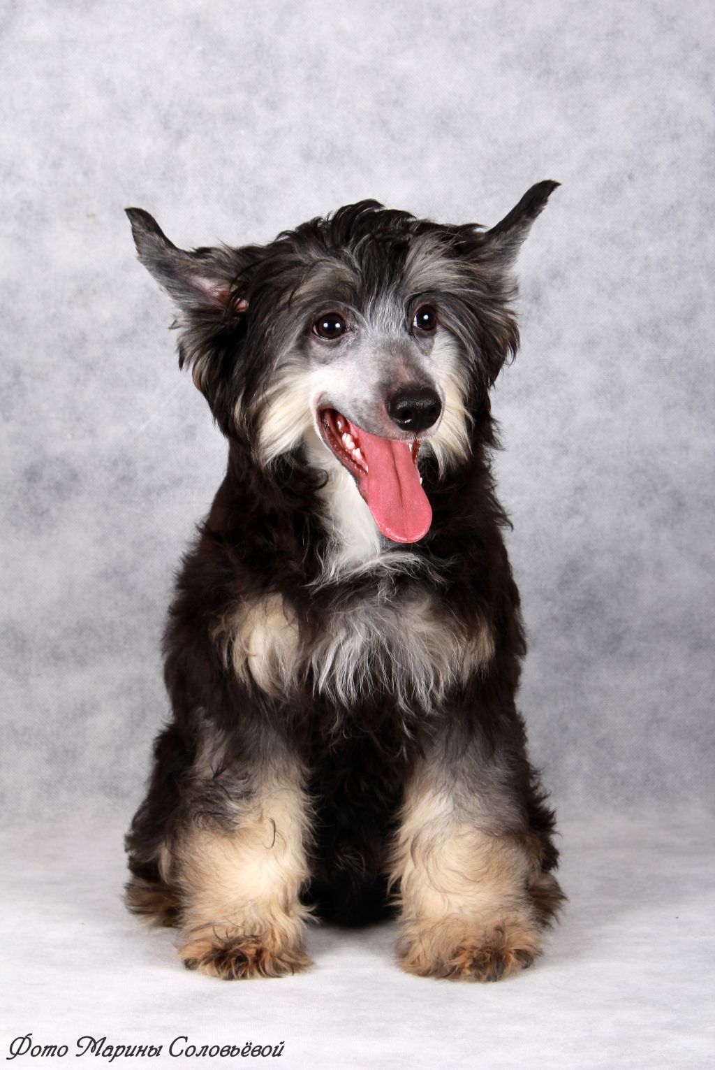 Chepard Star Simbad (puff)