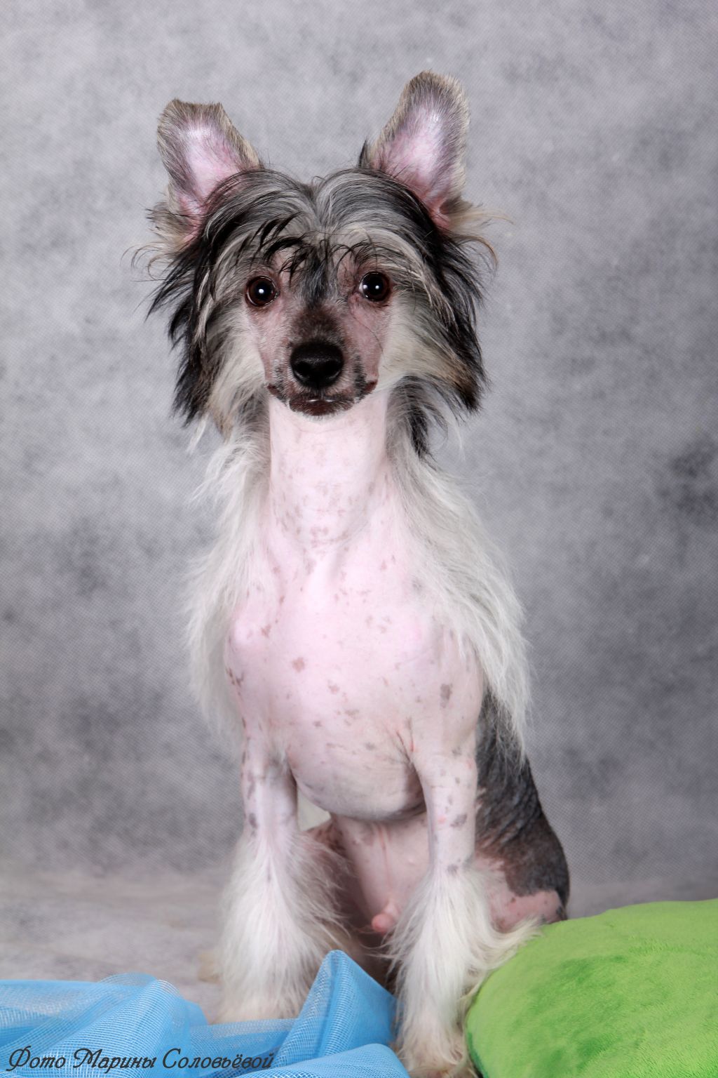 Chekhper Keruch Simba