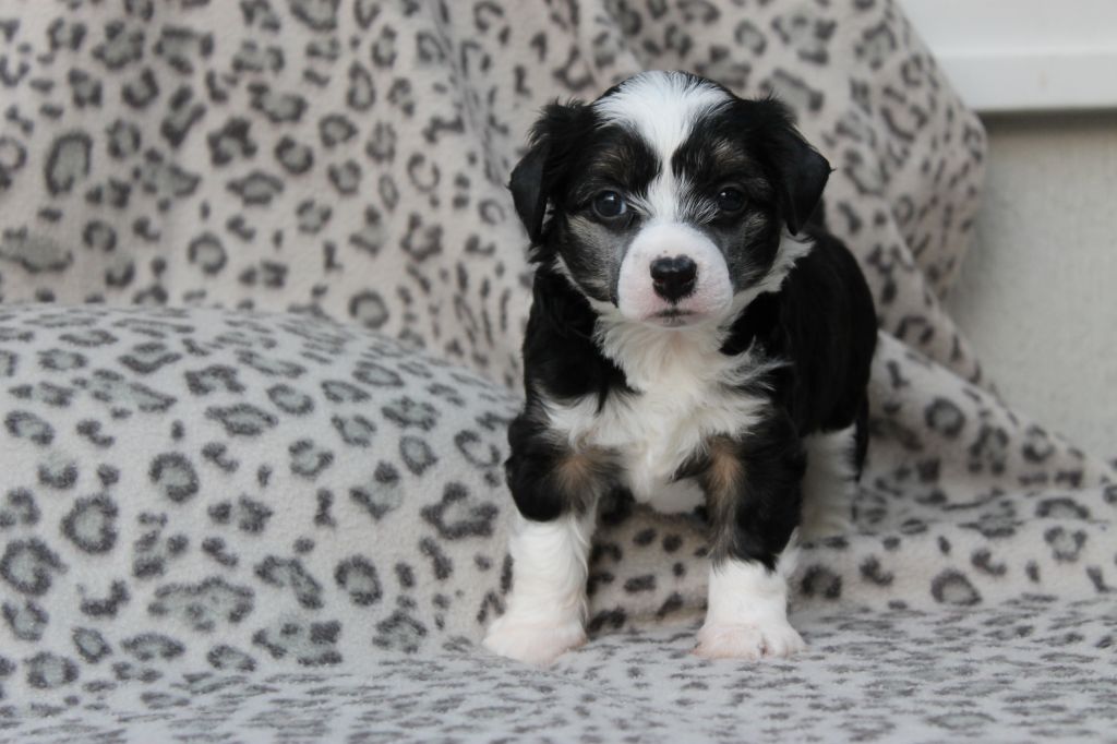 Moonbow's Billie Jean