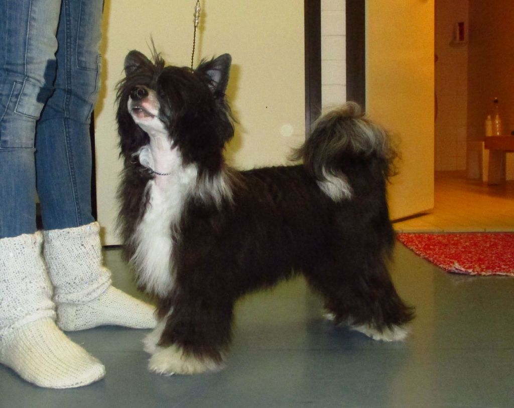 Naked Stars Americone Dream