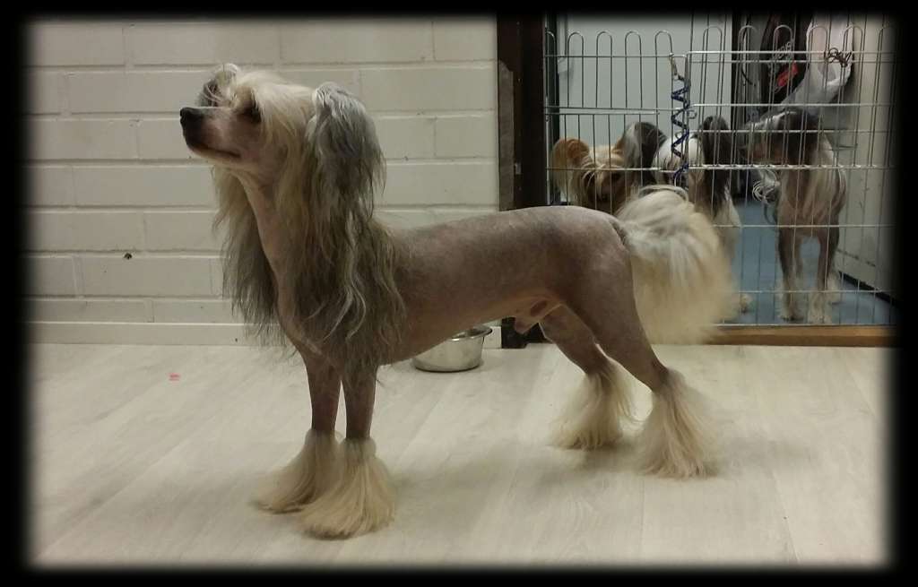 Naked Stars Dublin Mudslide