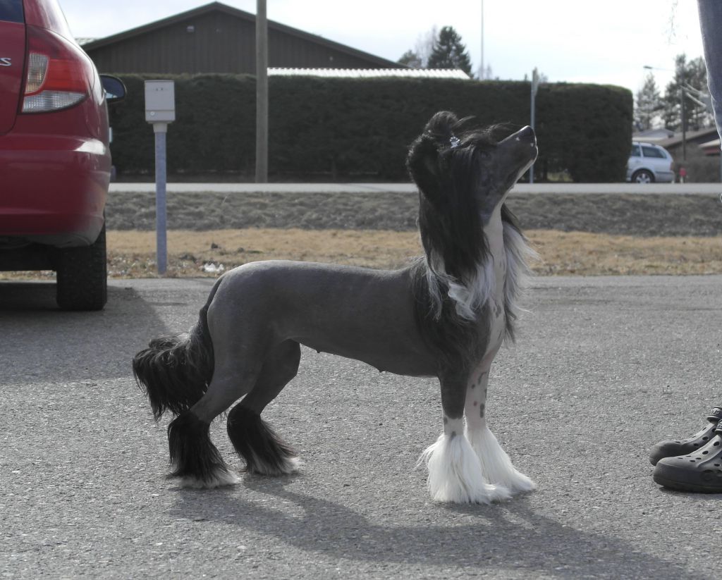 Naked Stars Karamel Sutra