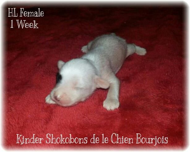 Kinder Shokobons de le Chien Bourjois