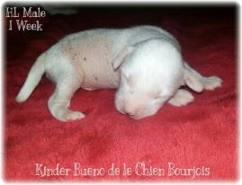 Kinder Bueno de le Chien Bourjois