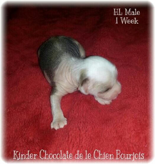 Kinder Chocolate de le Chien Bourjois