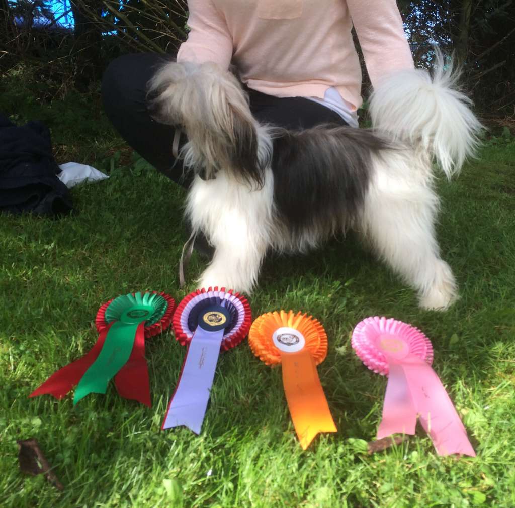 Absolute Souls Easter Bunny